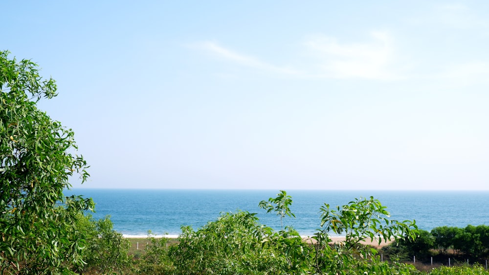 a view of the ocean through the trees