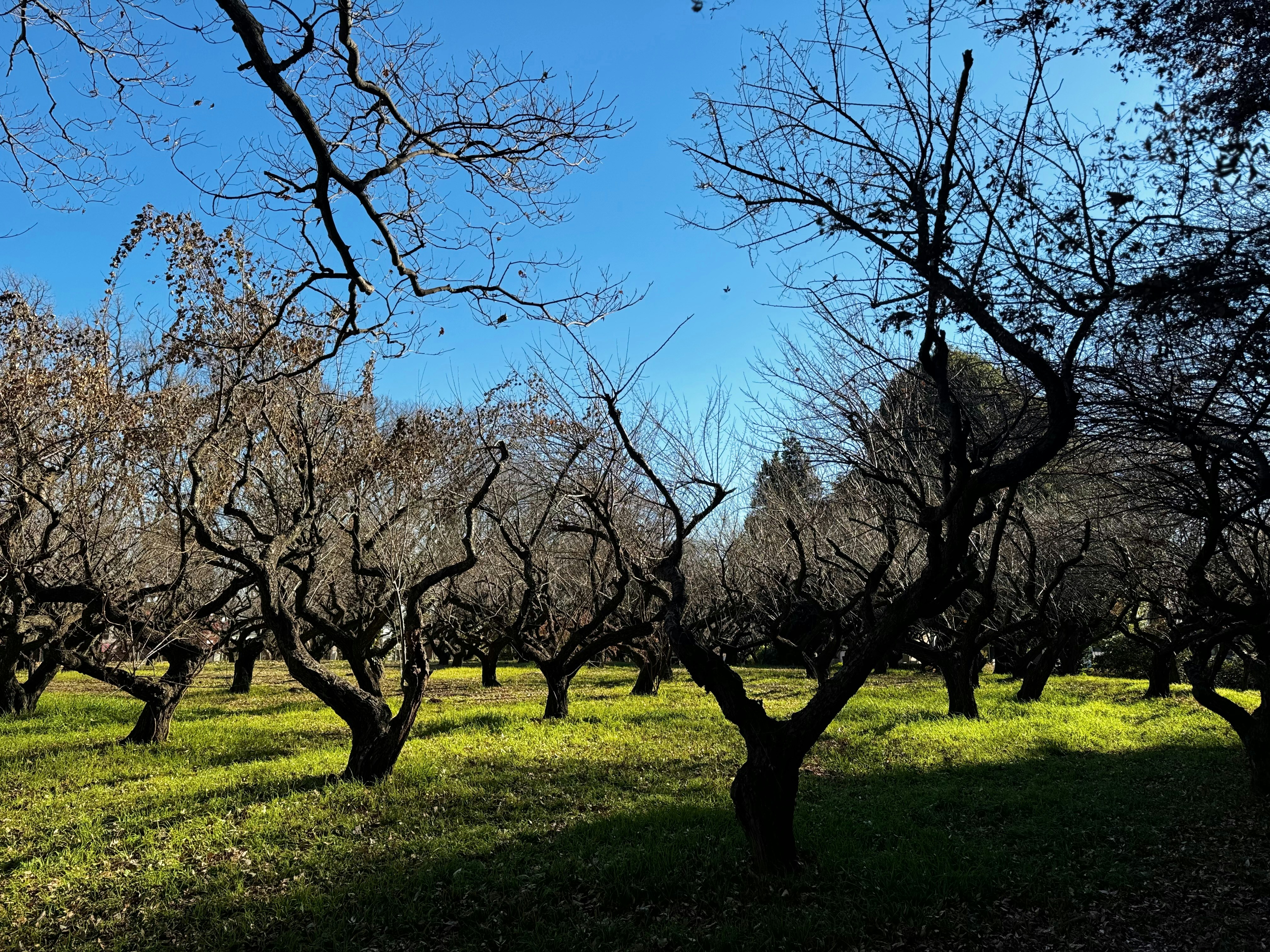 a field of trees with no leaves on them