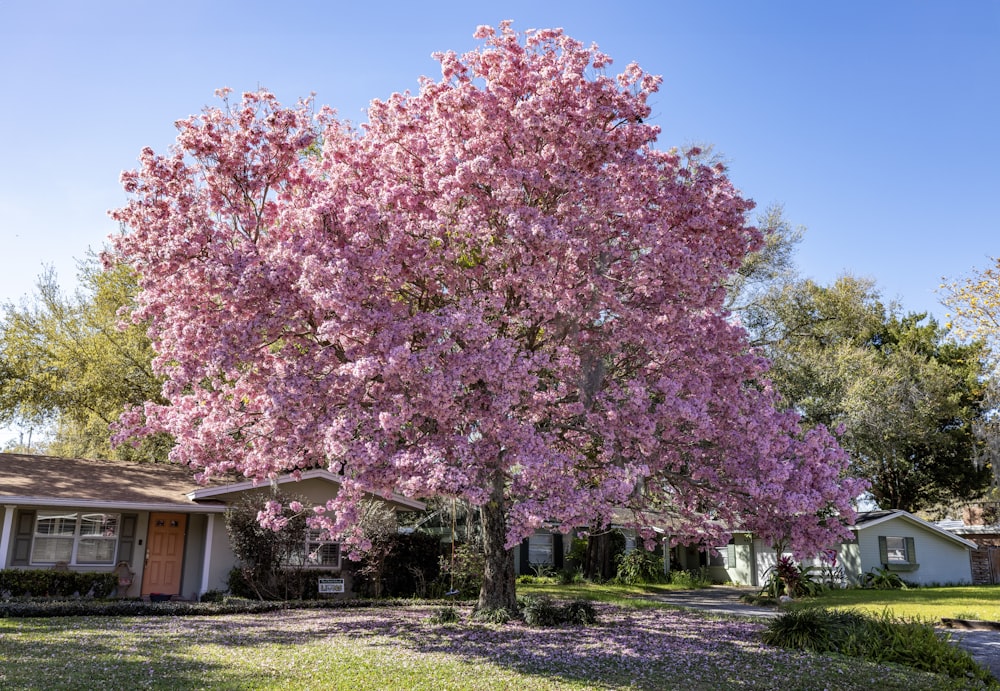 uma grande árvore rosa na frente de uma casa