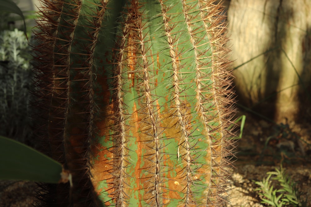 a close up of a green cactus plant