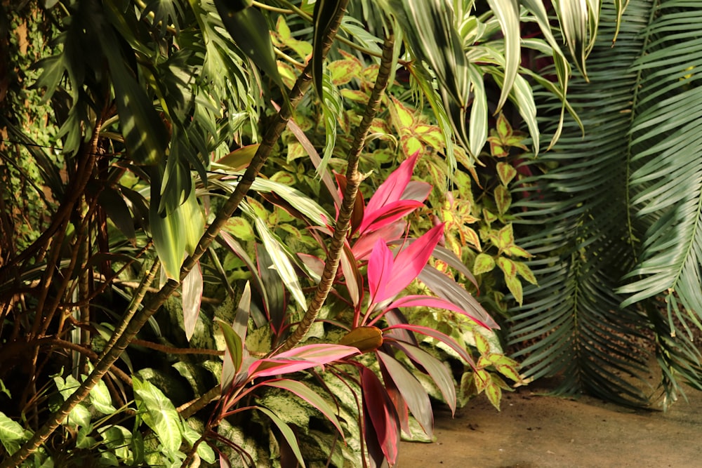 a red and green plant next to a sidewalk