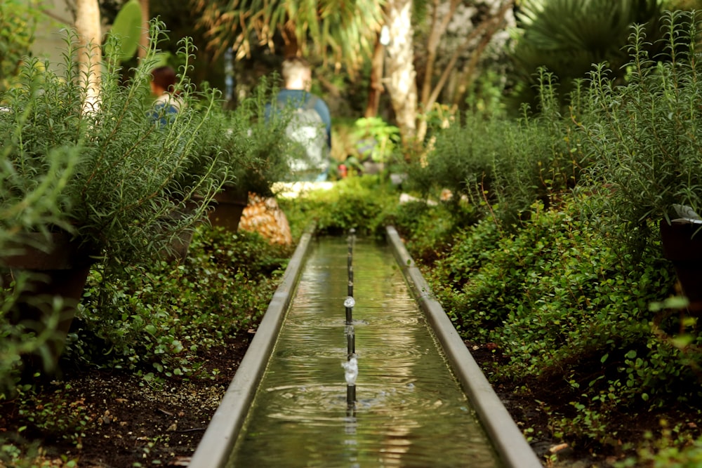 a long water feature in a garden filled with plants