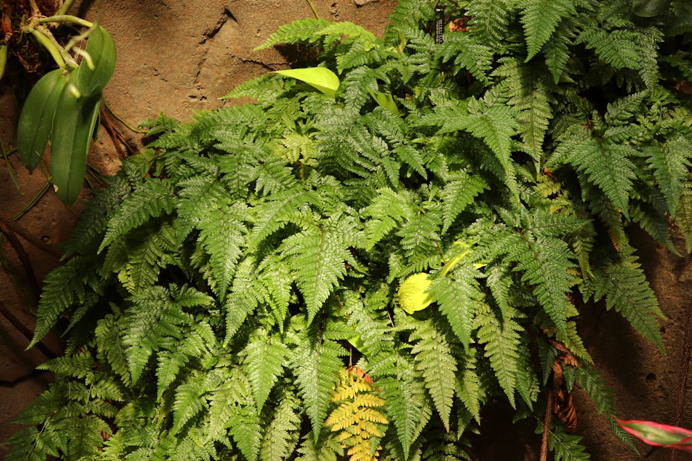 a bunch of green plants that are next to each other