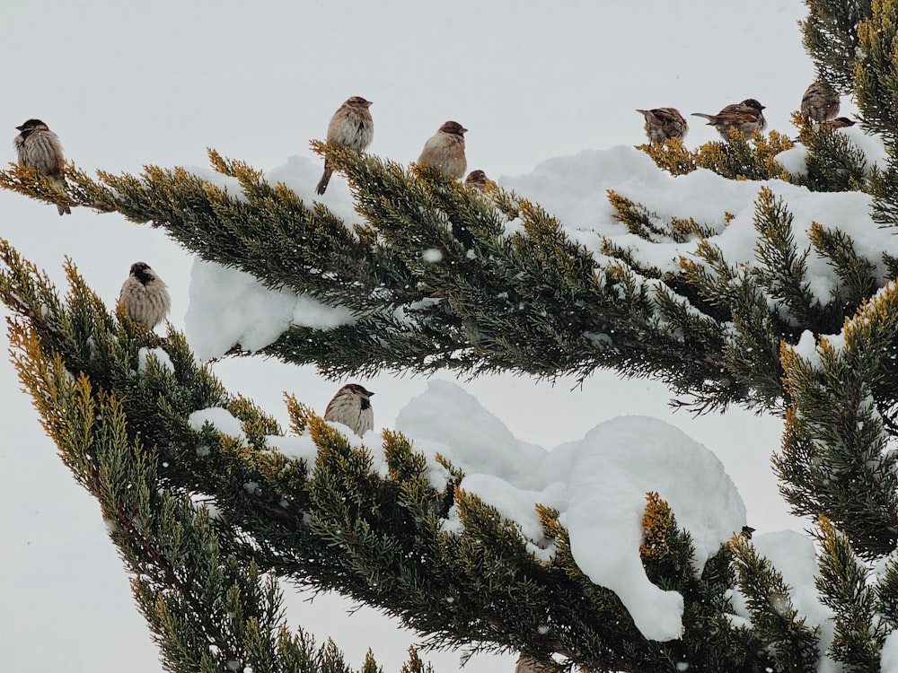 a flock of birds sitting on top of a snow covered pine tree
