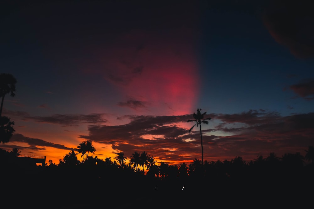 un tramonto con le palme in primo piano