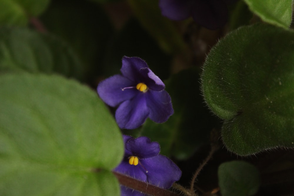 a couple of purple flowers sitting on top of a green plant