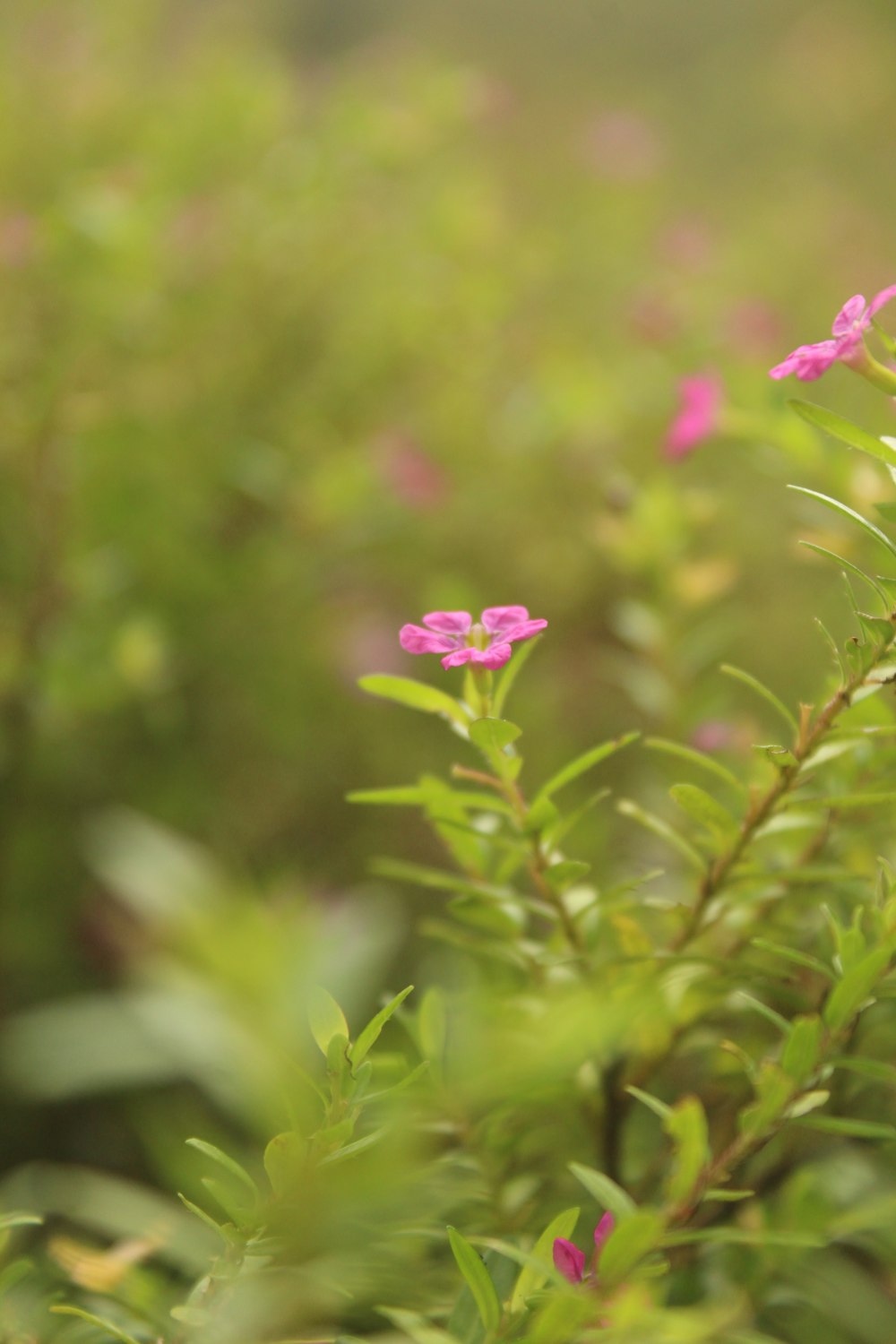 a close up of some pink flowers in a field