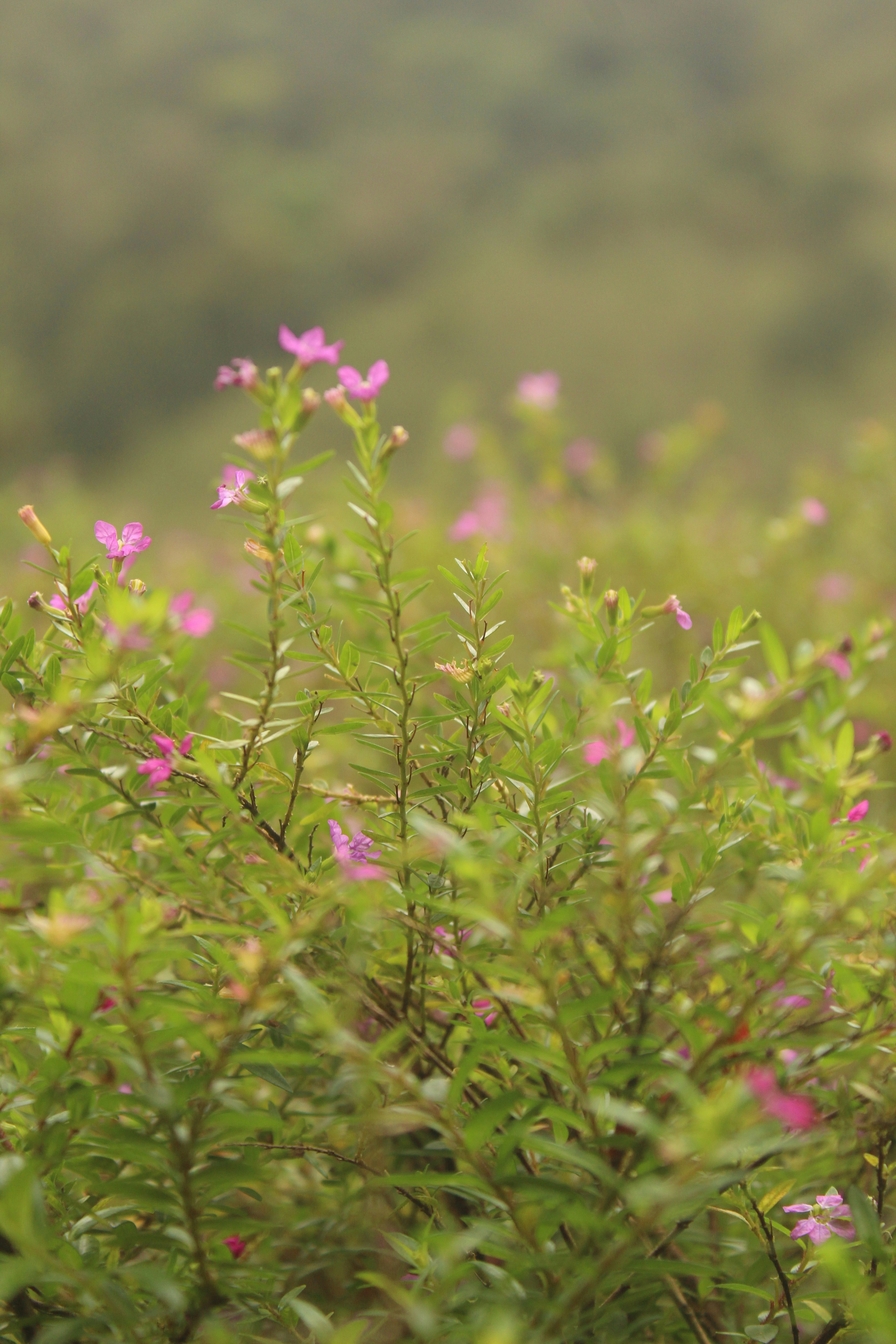 Photo by linsartistry