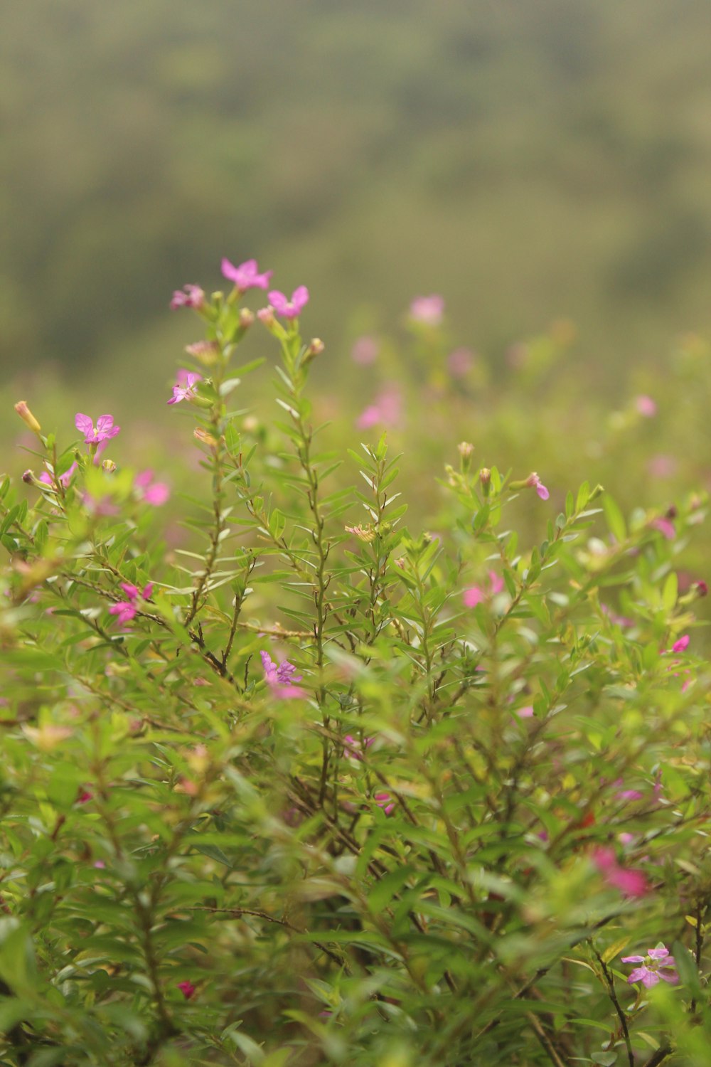 a bush with pink flowers in the foreground
