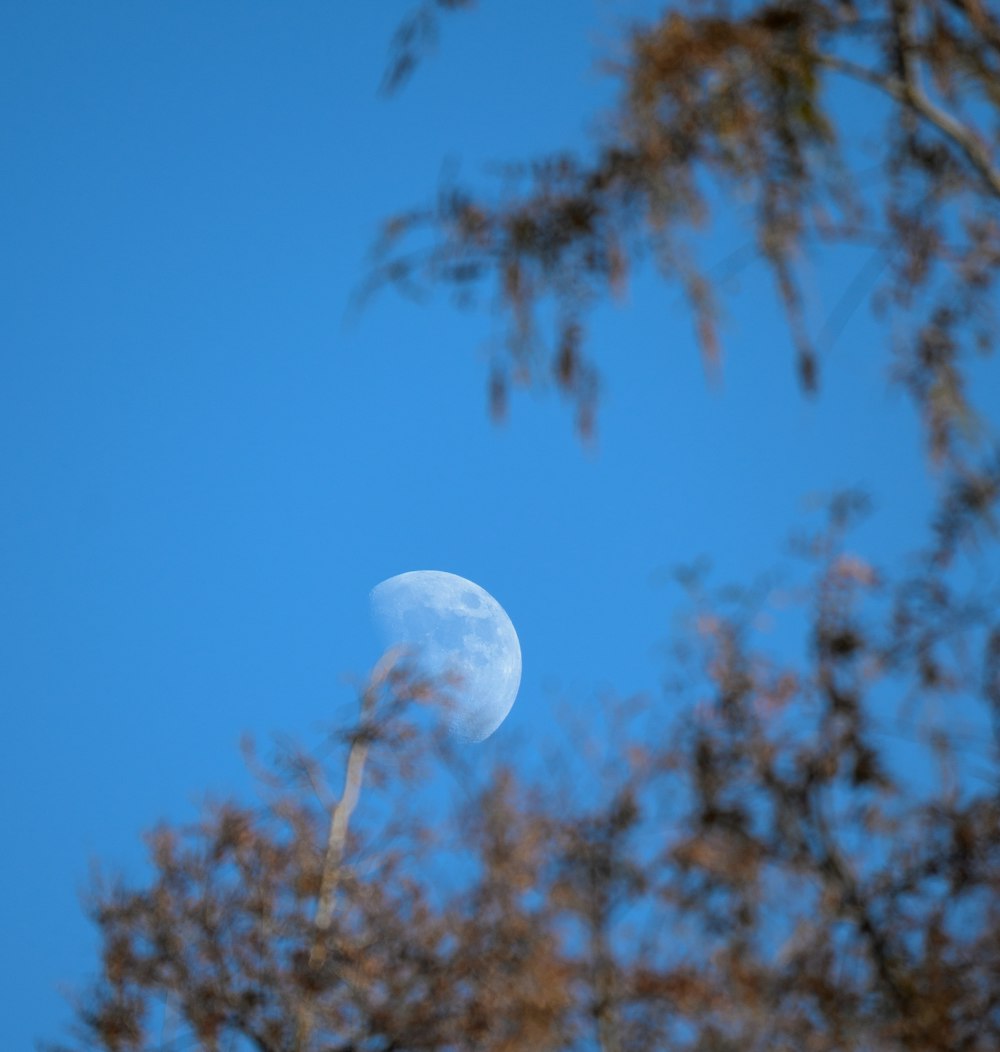 une vue de la lune à travers quelques arbres