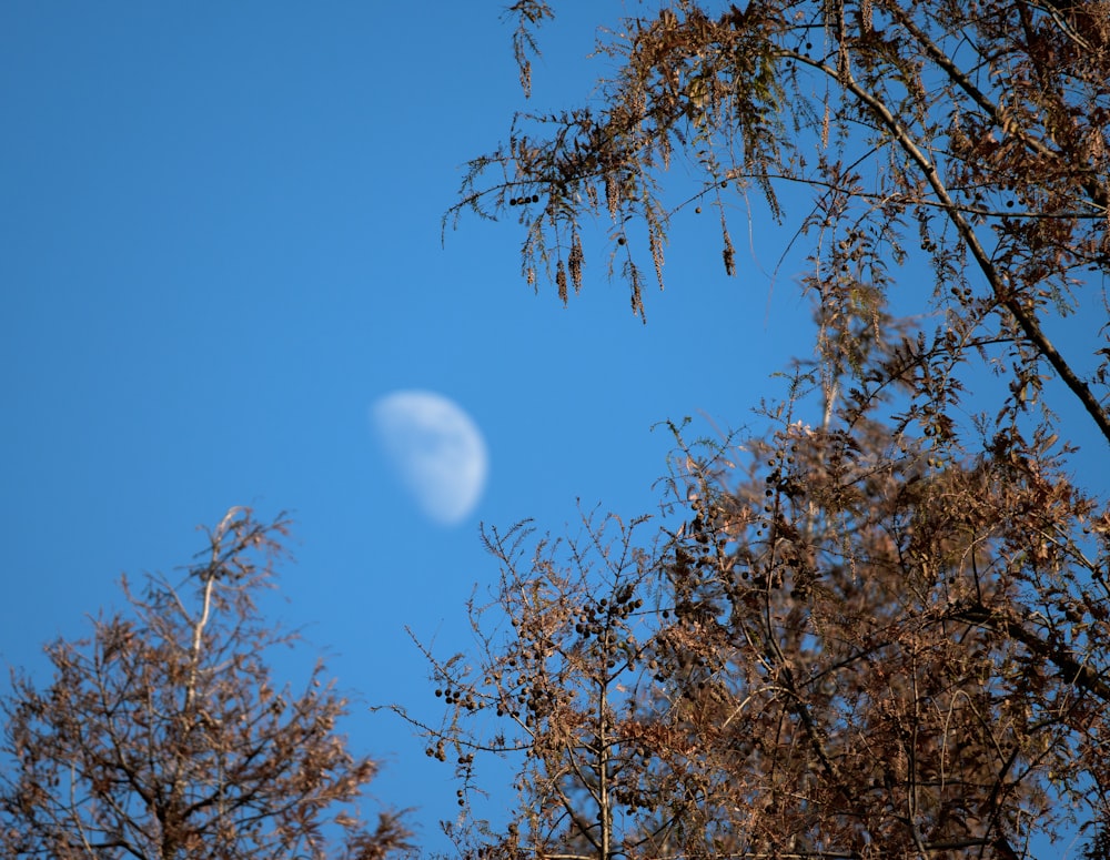 a half moon seen through the branches of a tree