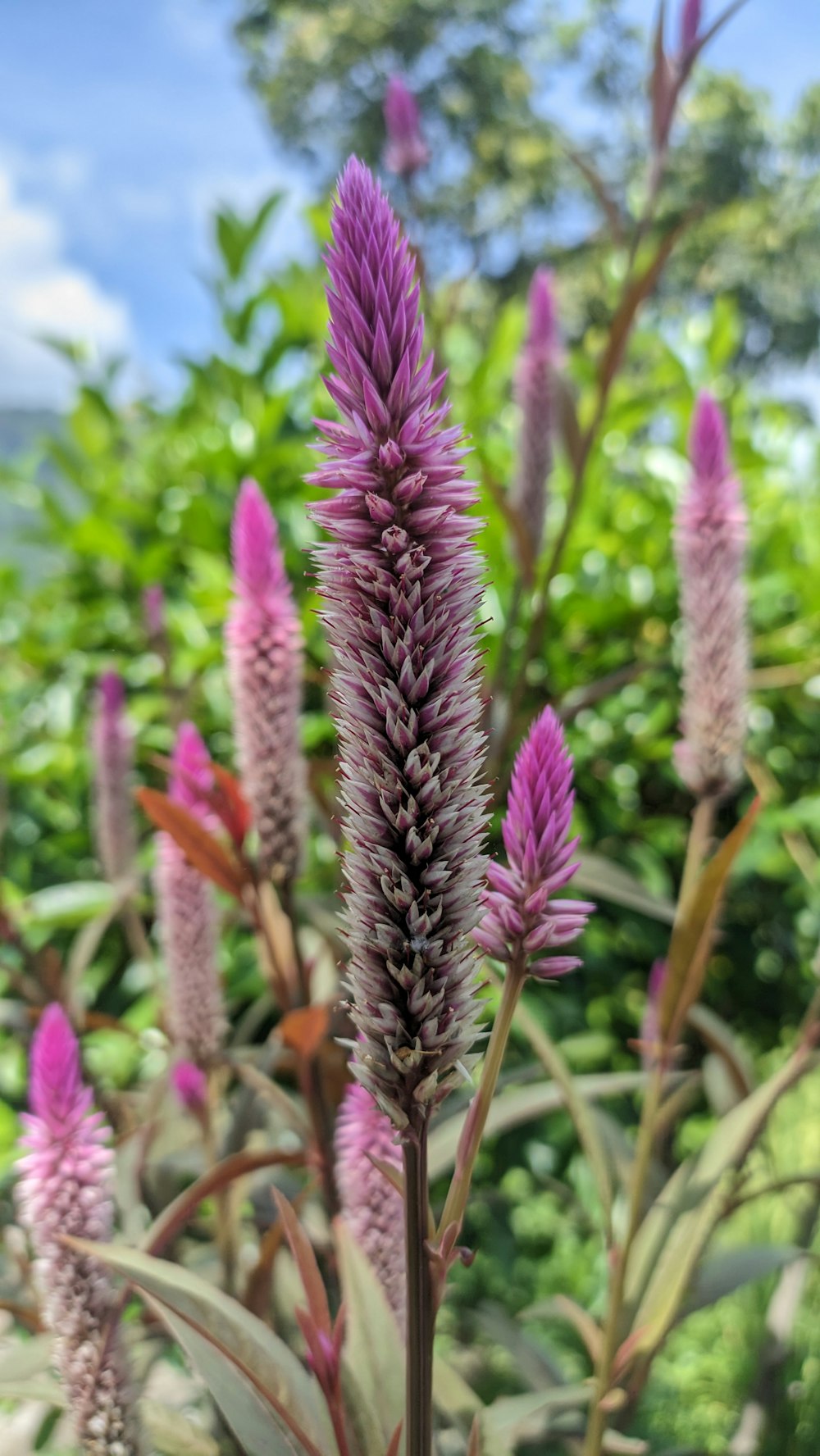 a close up of a purple flower in a field