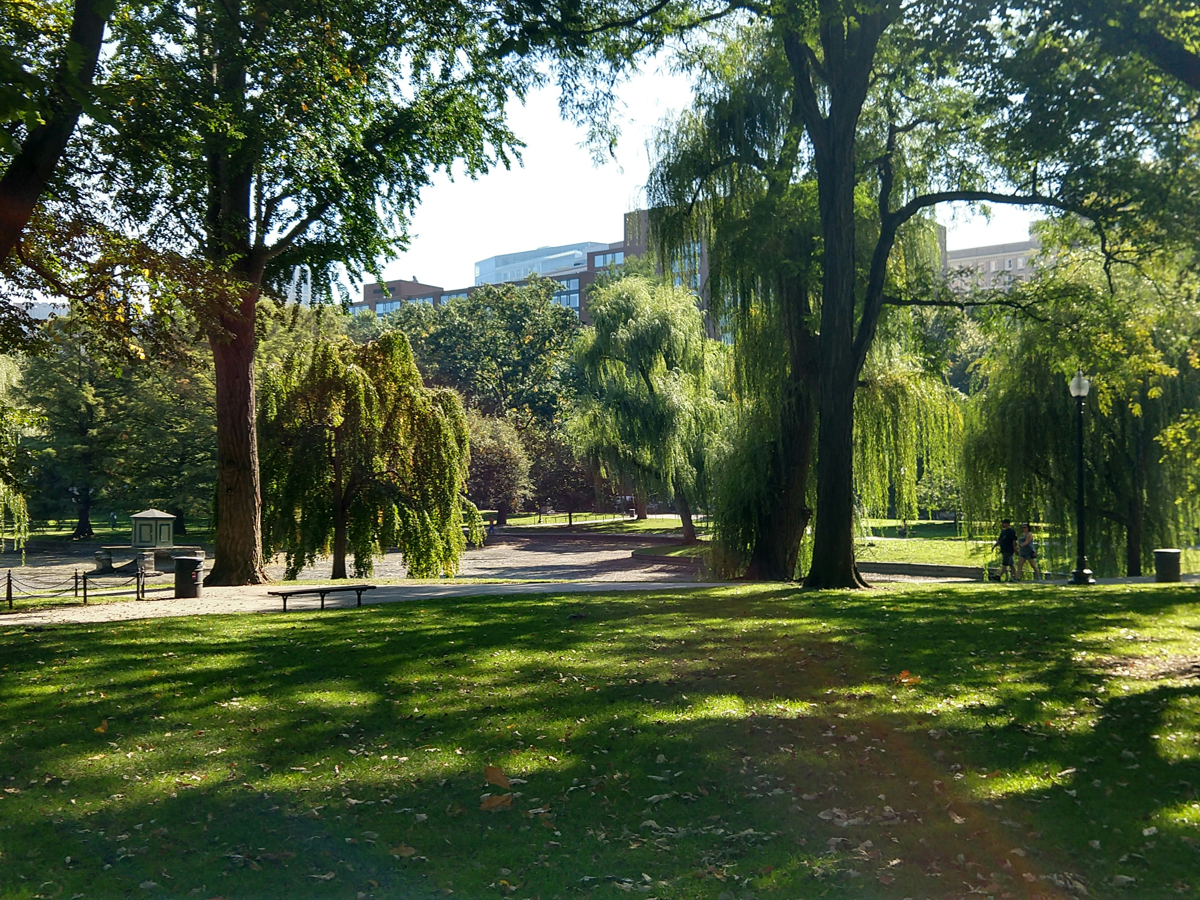 a park with a lot of trees and grass