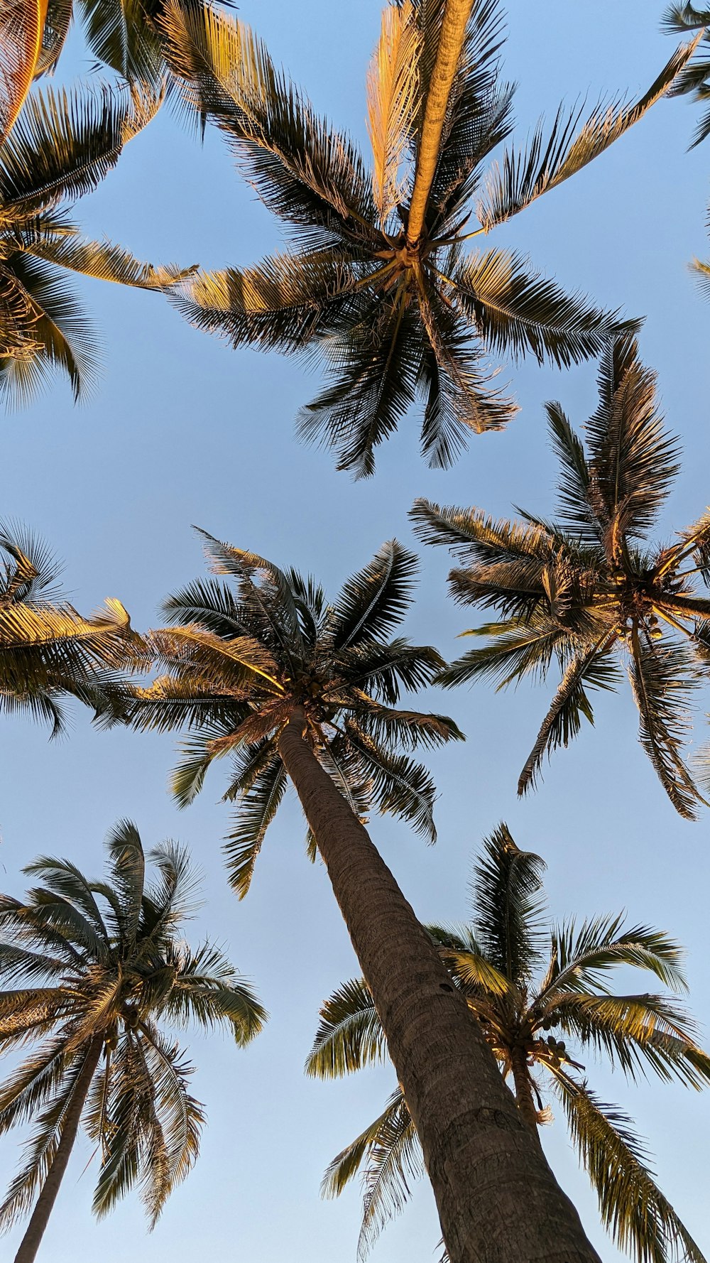 a group of palm trees with a blue sky in the background