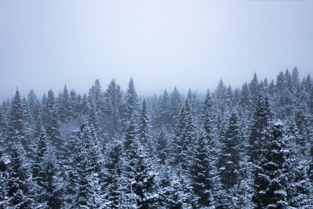 a snow covered forest filled with lots of trees