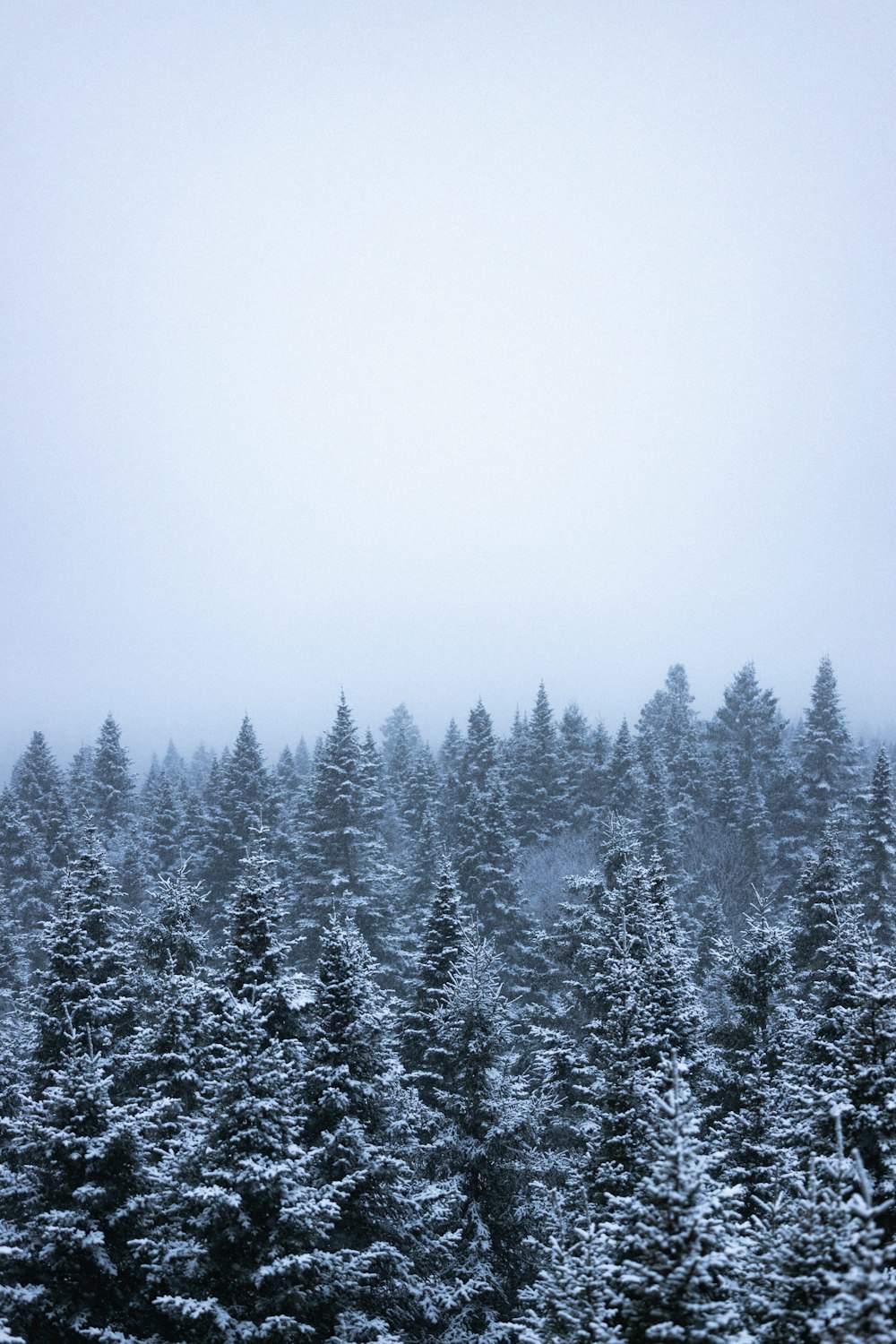 a group of pine trees covered in snow