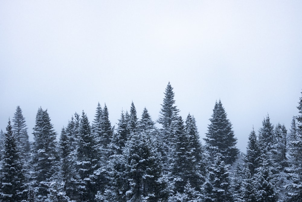 a group of pine trees covered in snow