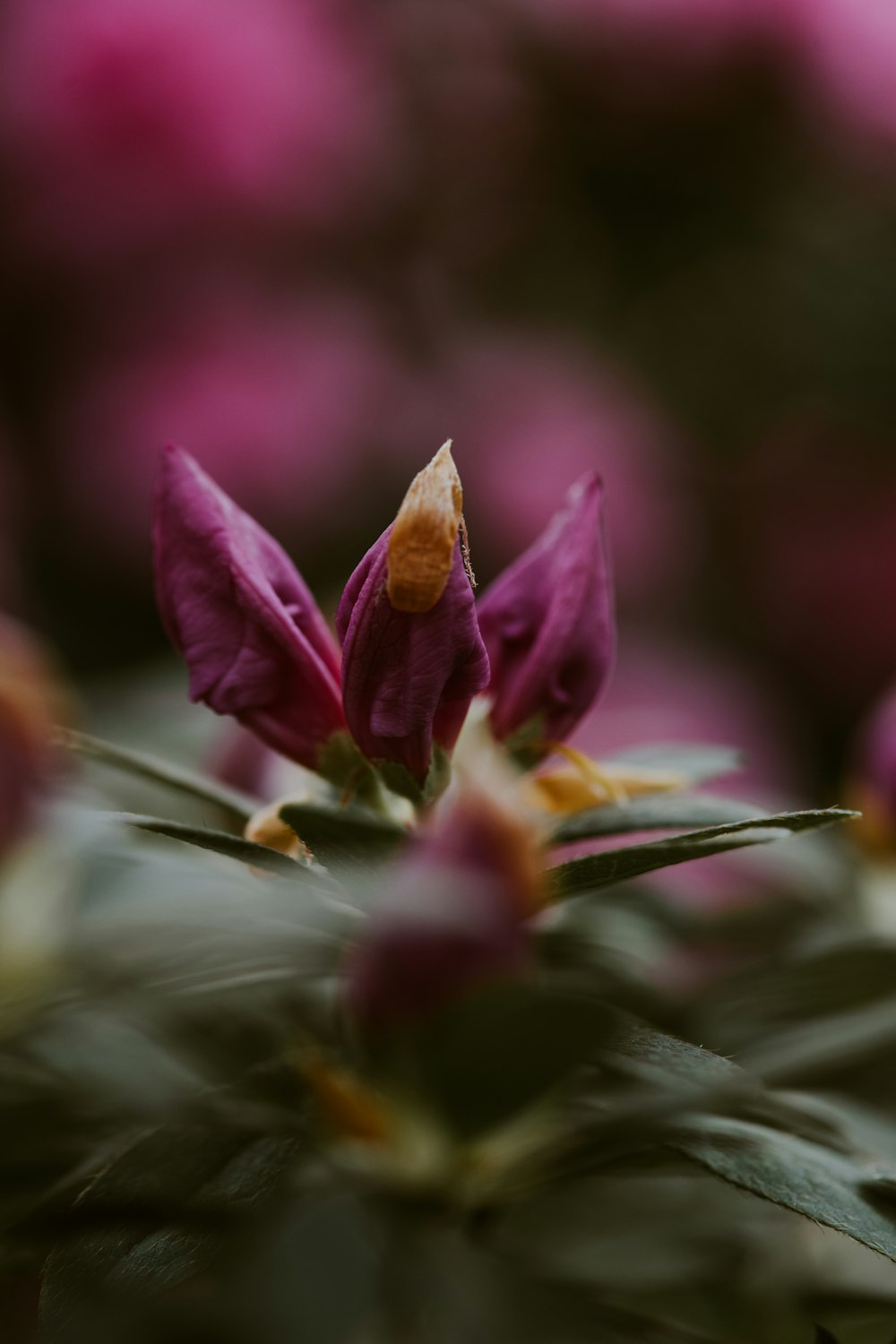 a close up of a purple flower with green leaves