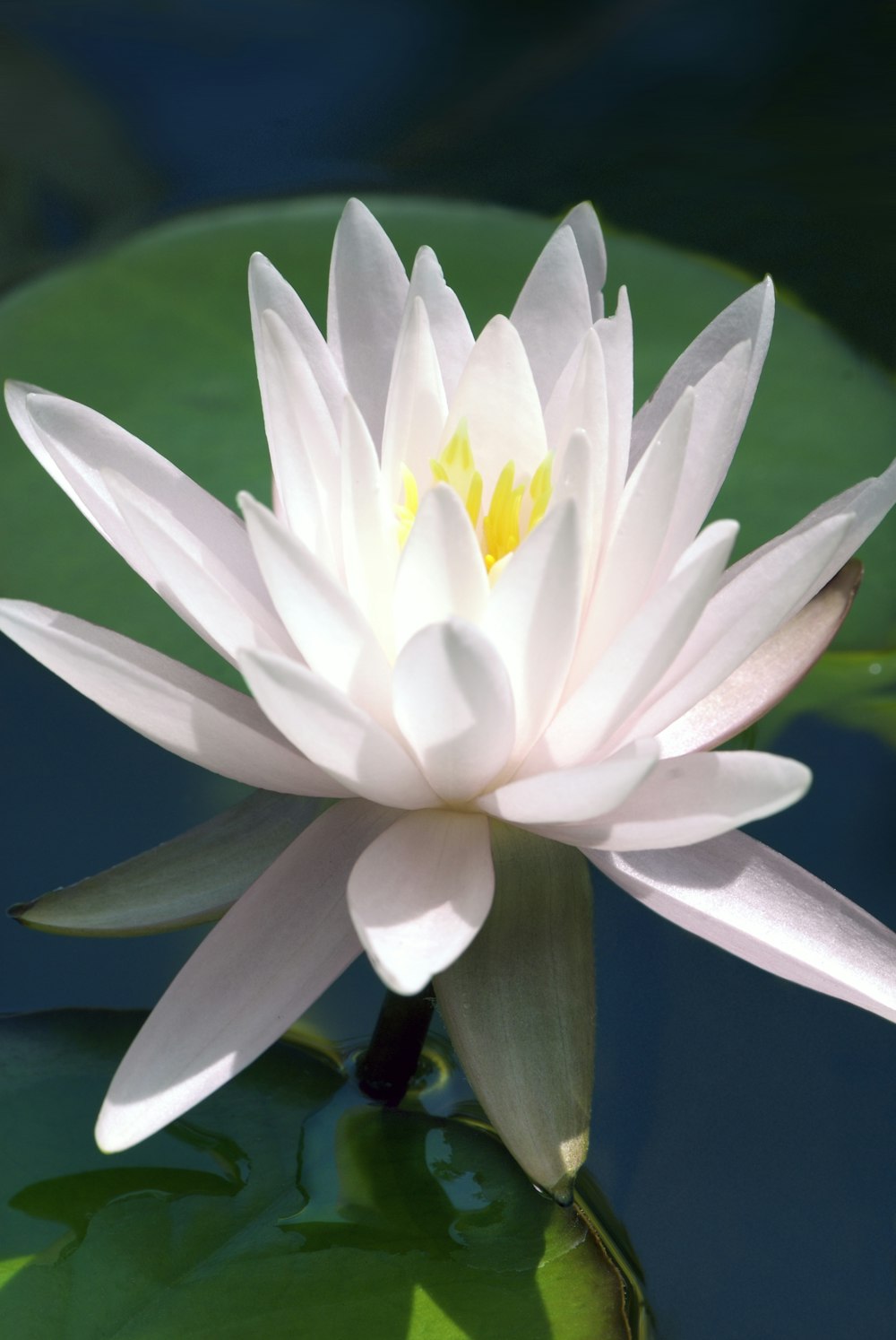 a white water lily floating on top of a pond