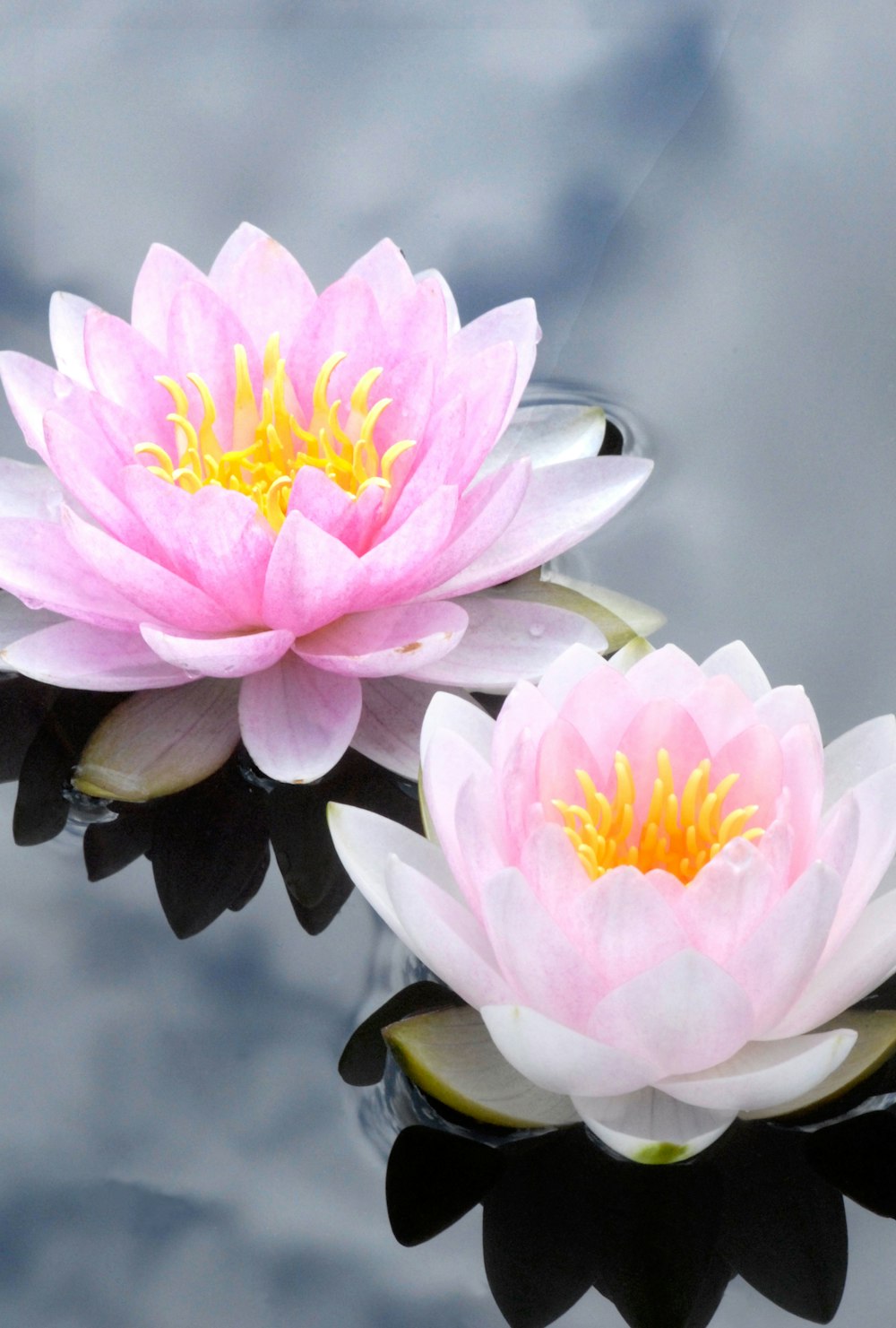two pink water lilies floating on top of a body of water