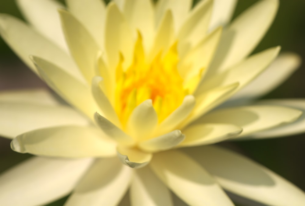 a close up of a white and yellow flower