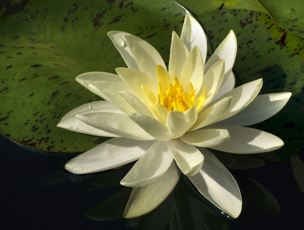 a white waterlily floating on top of a body of water