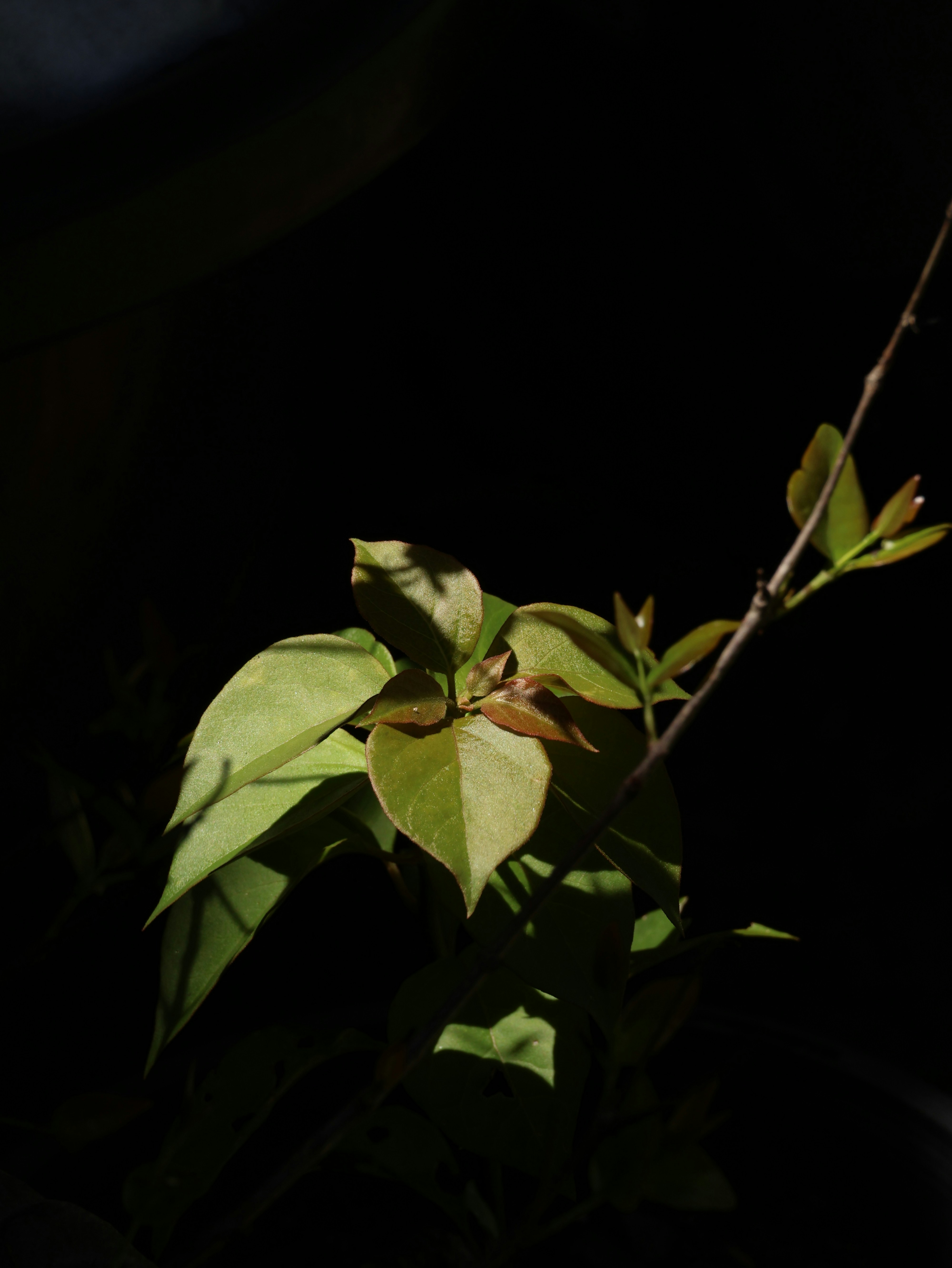 Photo by unsealmyname