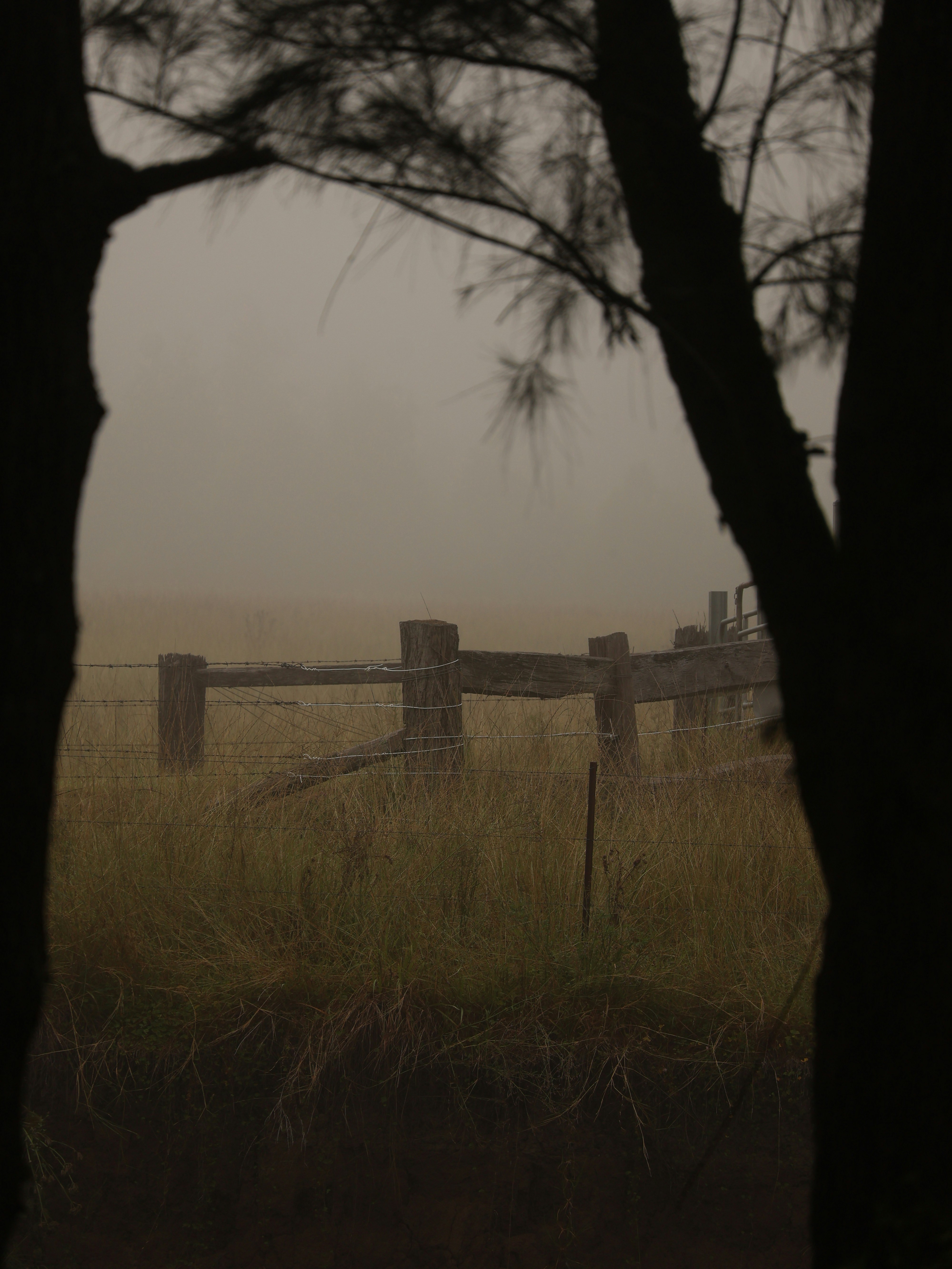 a foggy field with a fence and trees