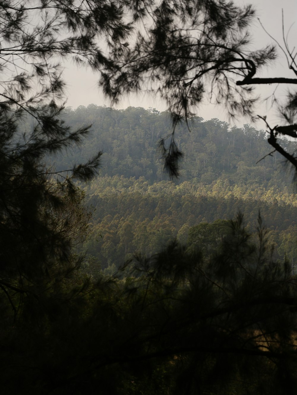 a view of a forest from a distance