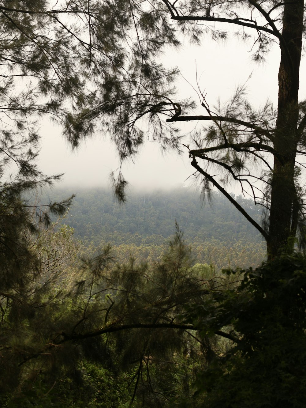 a view of a forest from a distance