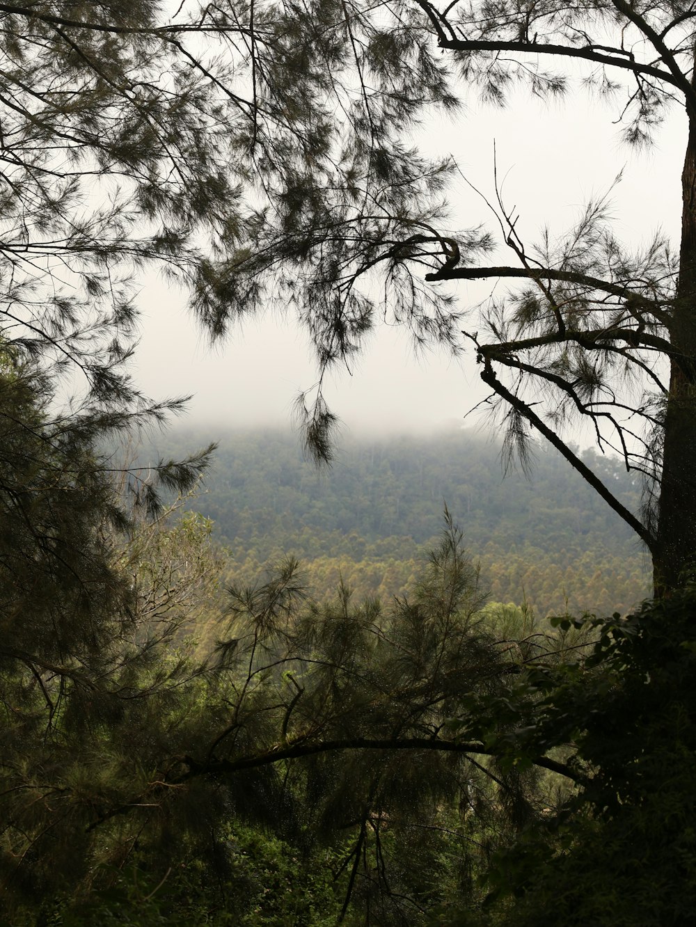 a view of a forest from a distance