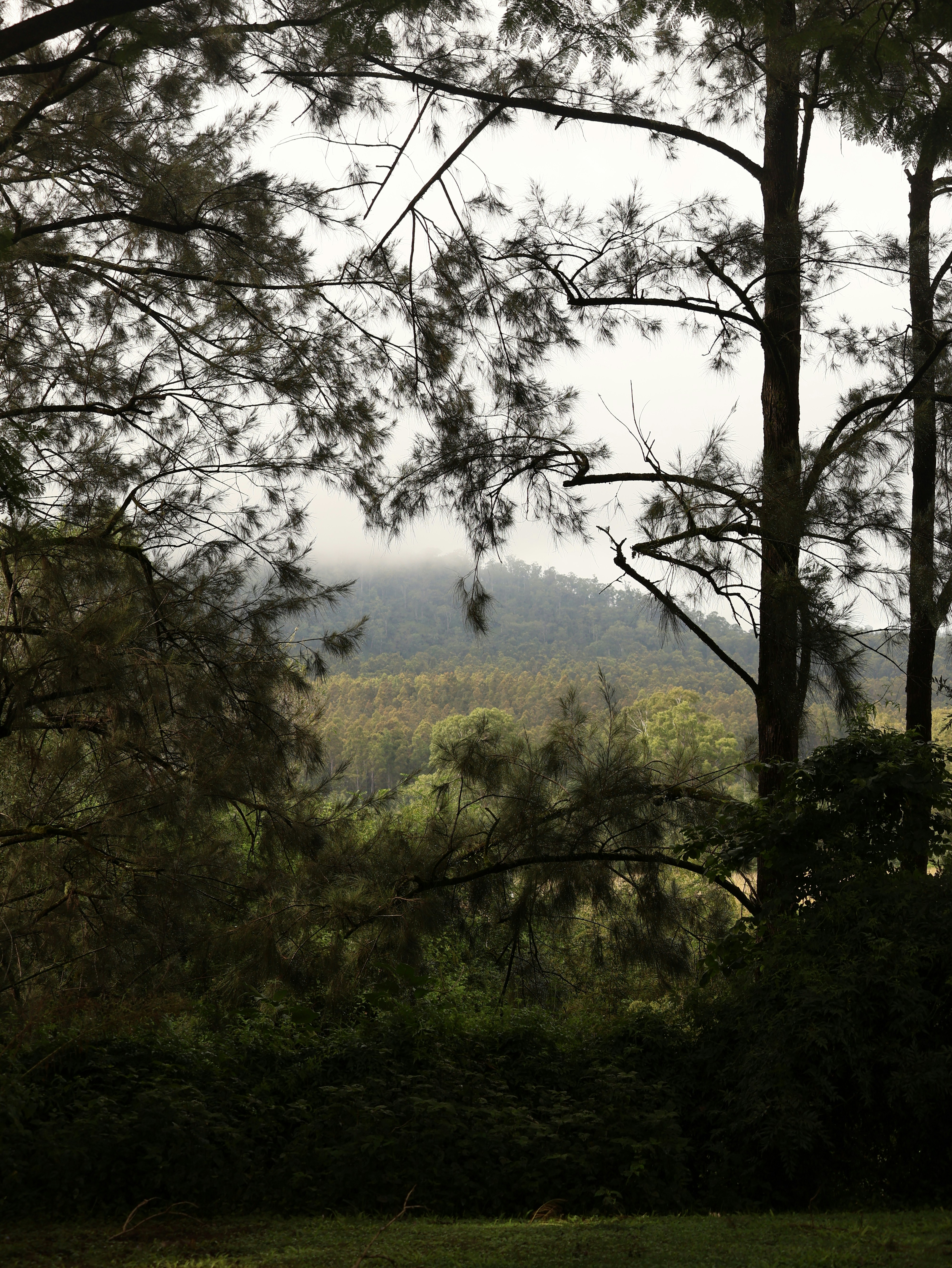 a view of a mountain through the trees