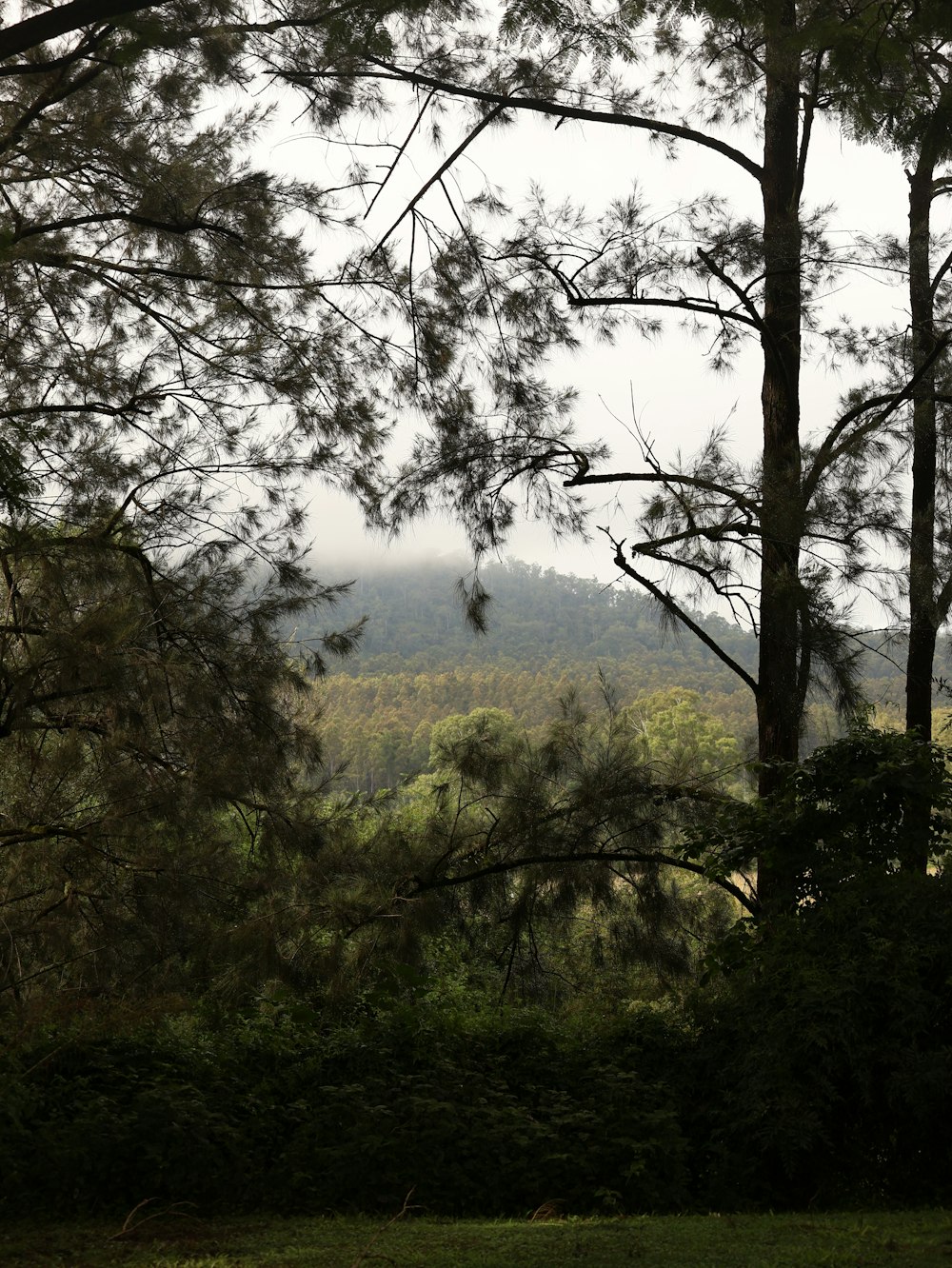 a view of a mountain through the trees