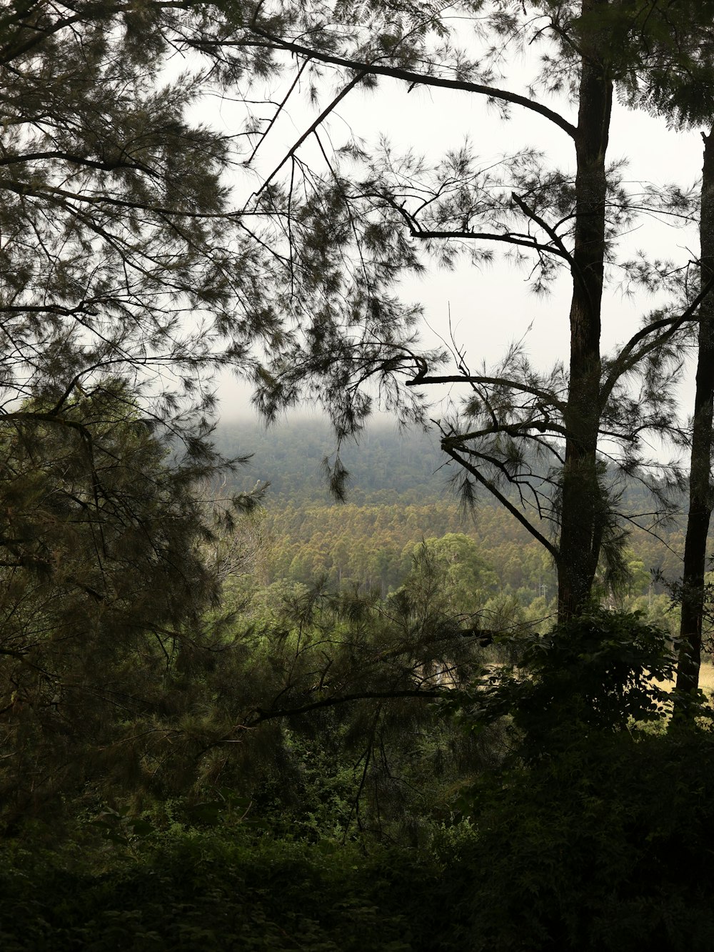 a view of a forest from a distance