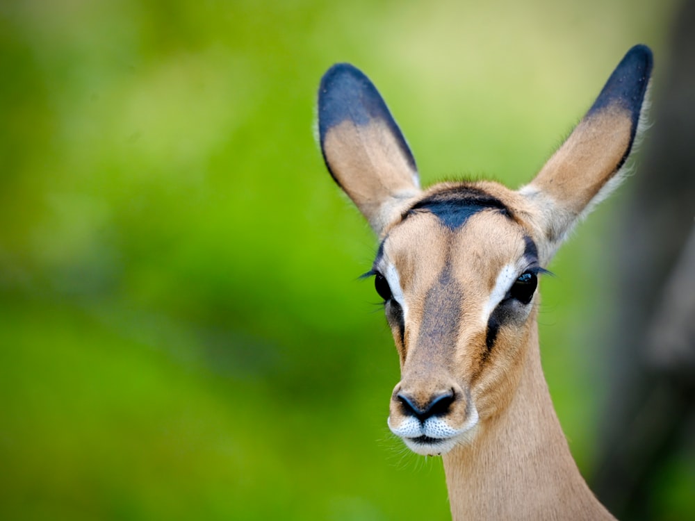 a close up of a deer with a blurry background