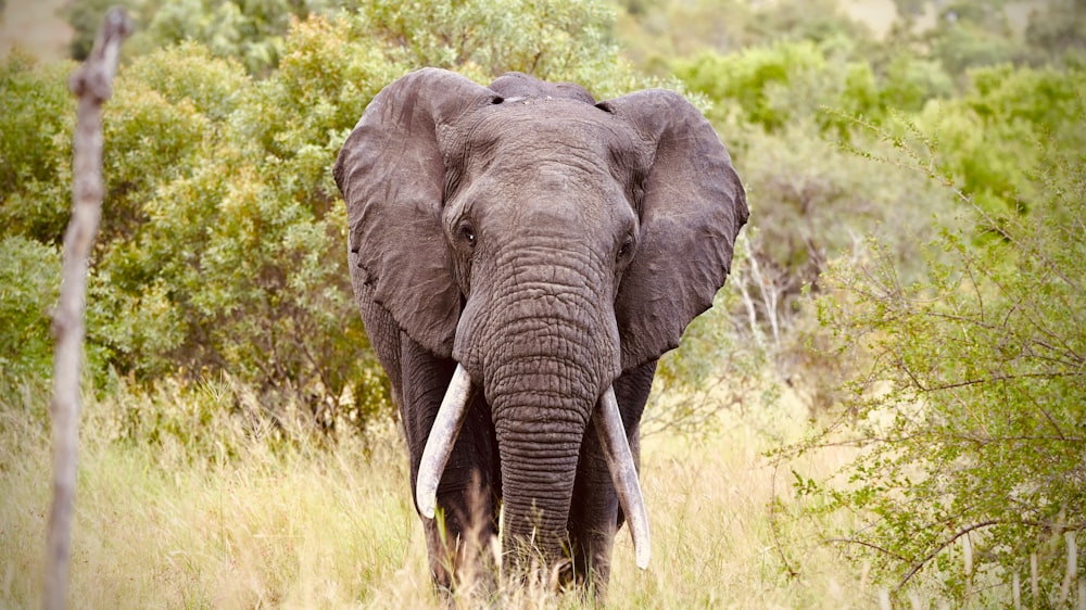 an elephant standing in a field of tall grass