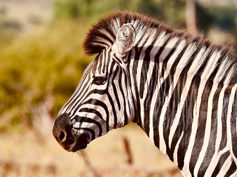um close up de uma zebra em um campo