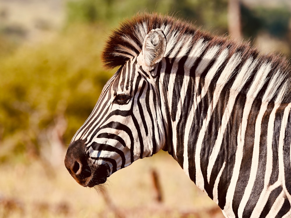 a close up of a zebra in a field