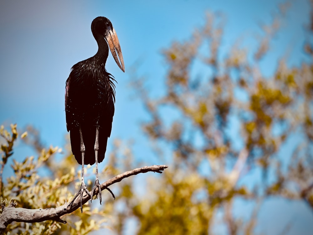a large black bird sitting on top of a tree branch