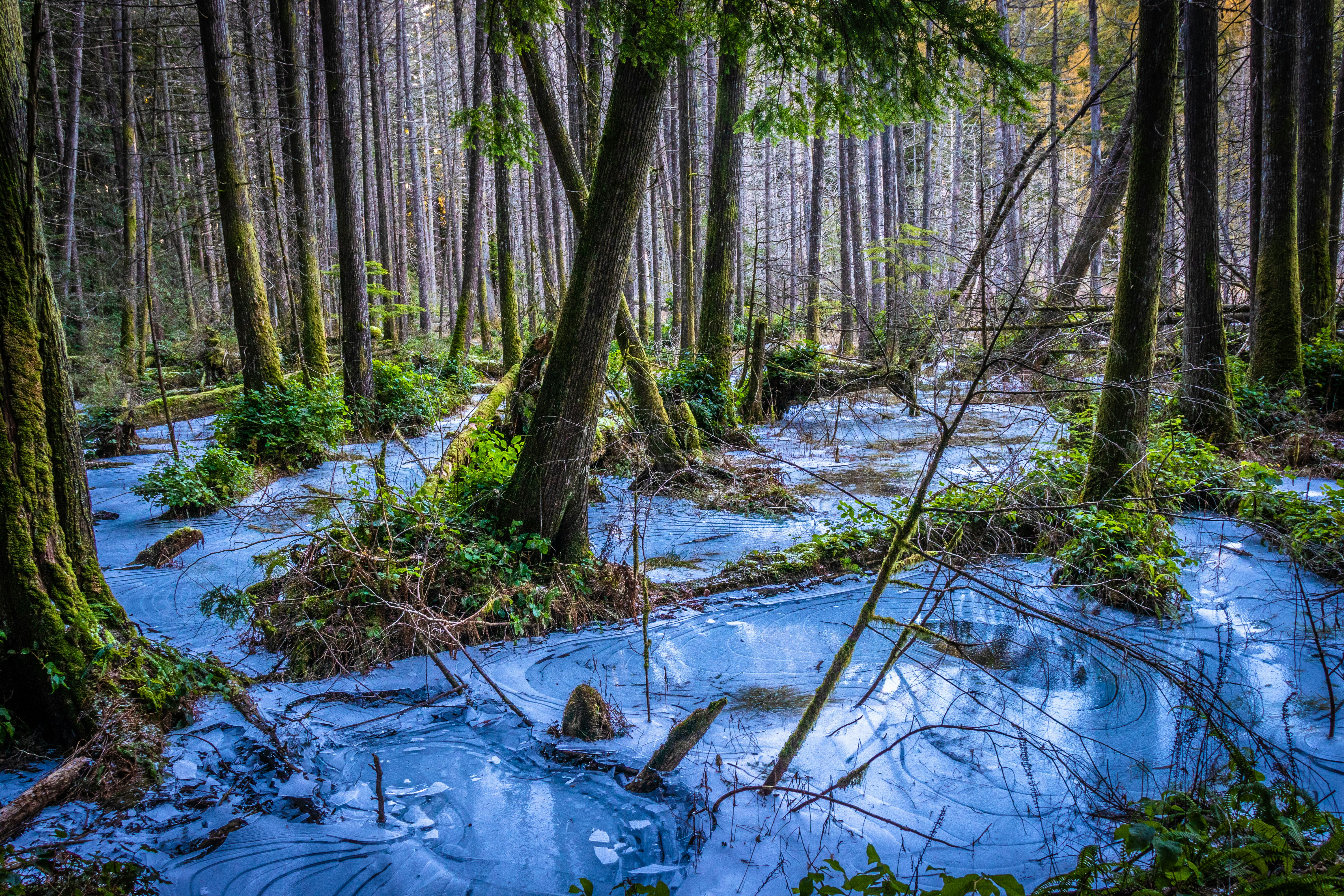 a stream running through a forest filled with trees, Winter Icy Swamp, Whyte Lake, West Vancouver, Canada