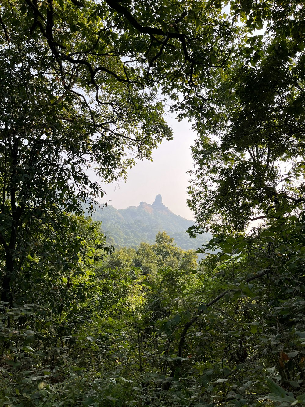a view of a mountain through the trees
