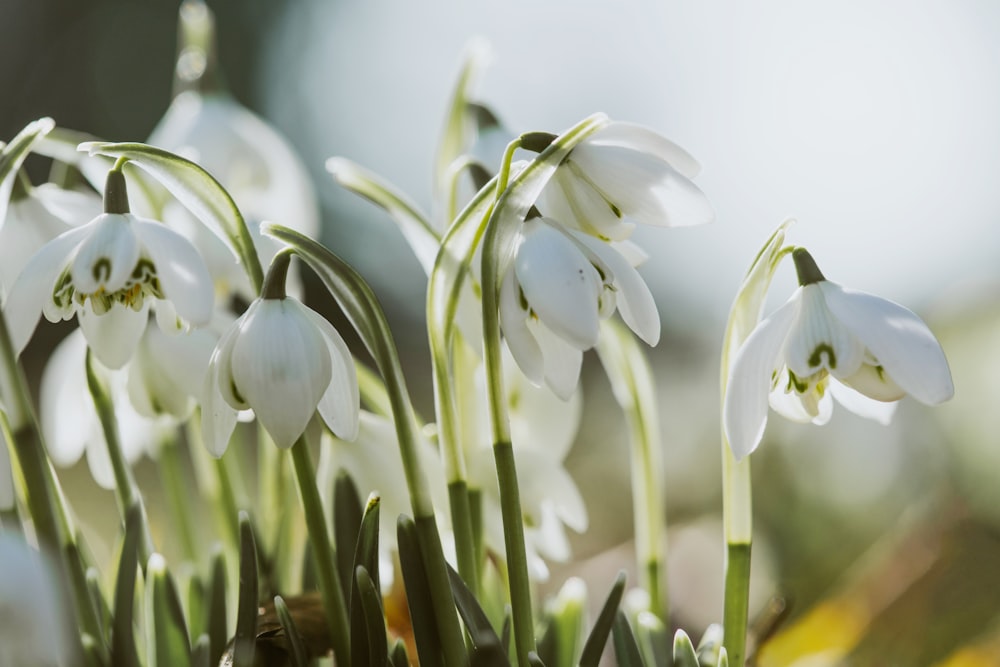 a group of white flowers with green stems