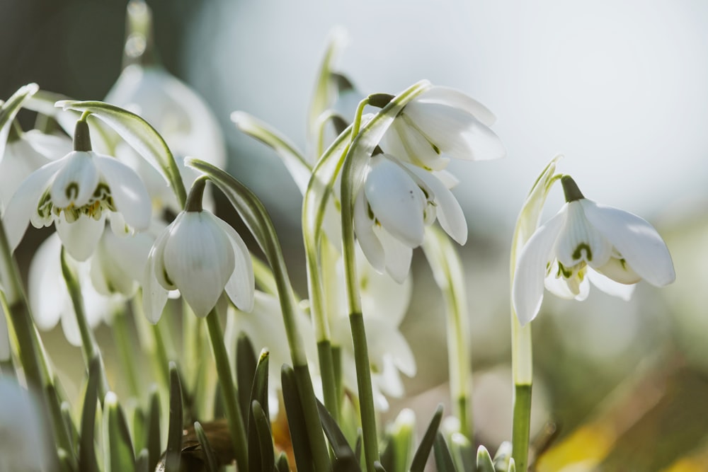 un grupo de flores blancas con tallos verdes