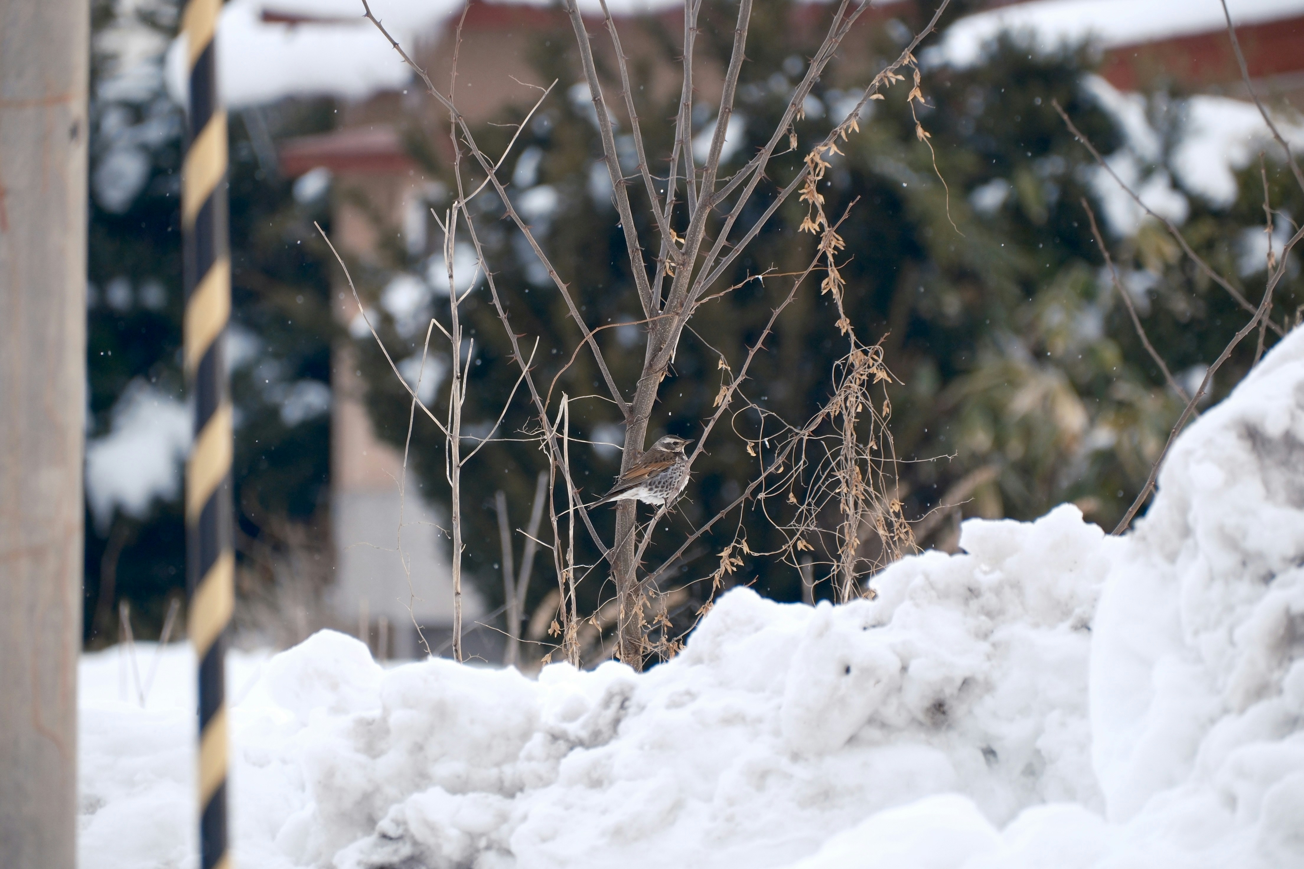 Photo by seiya_maeda