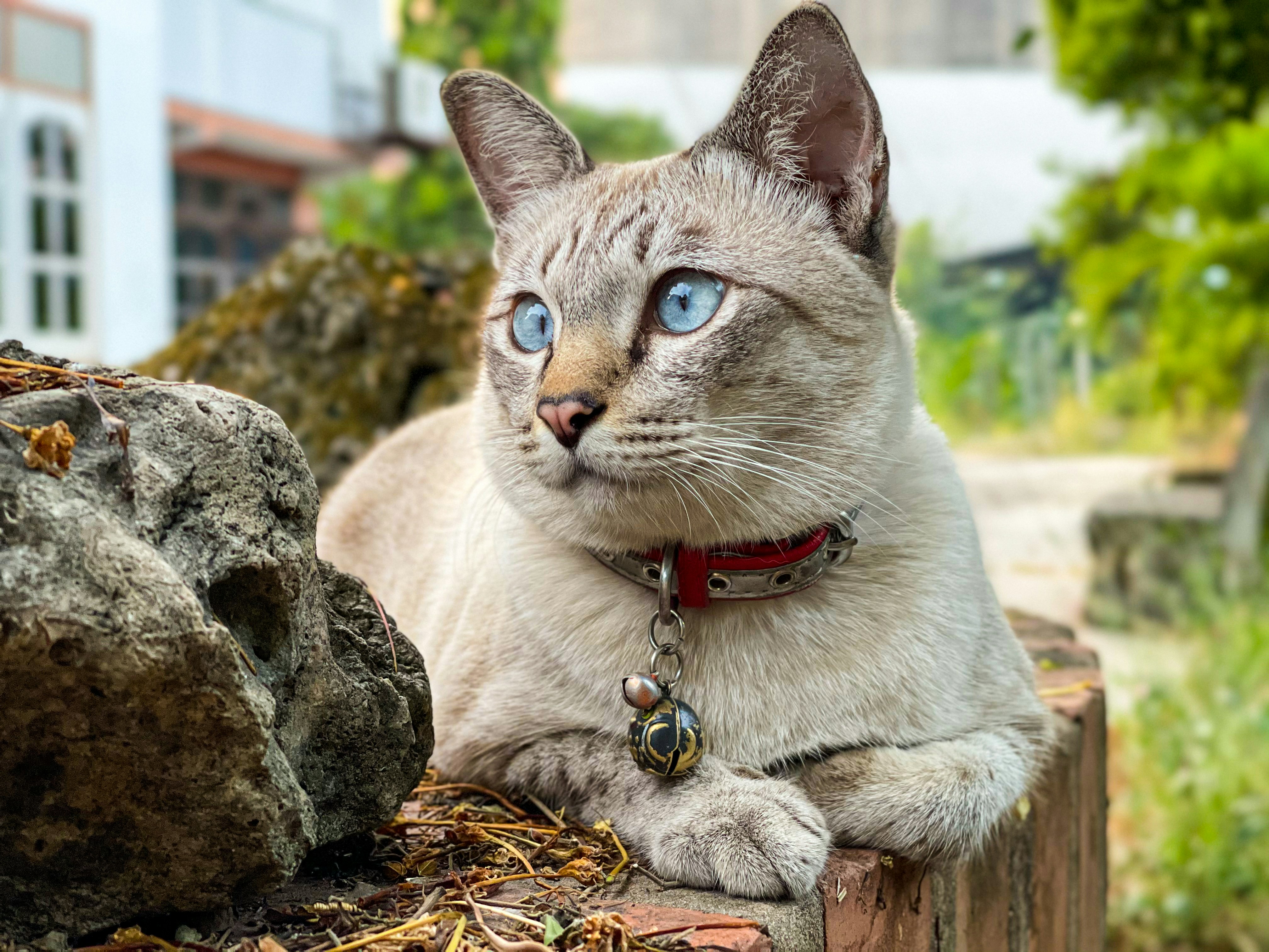 13 Rich Color Tortoiseshell Cat Names for Unique Cats