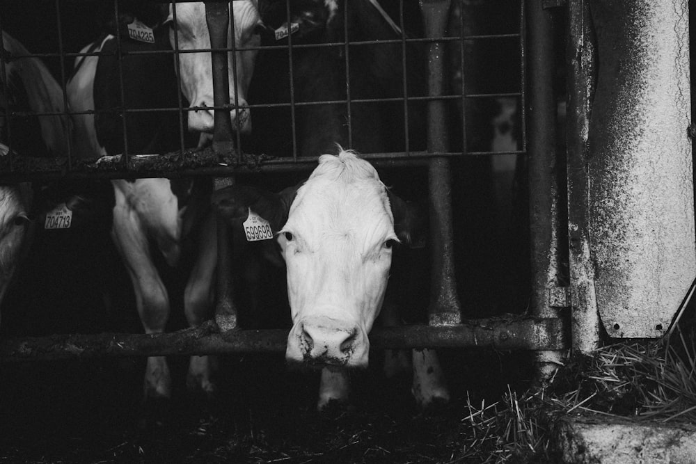 a black and white photo of cows in a pen