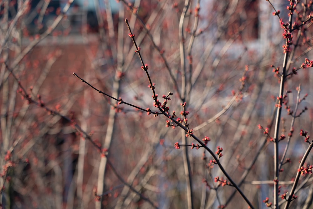 a branch with red flowers in front of a building