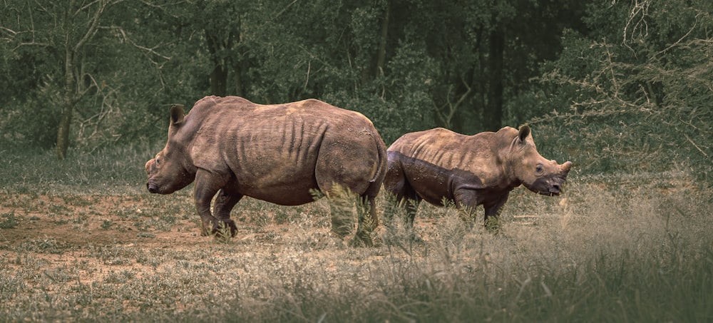 um casal de rinocerontes que estão de pé na grama