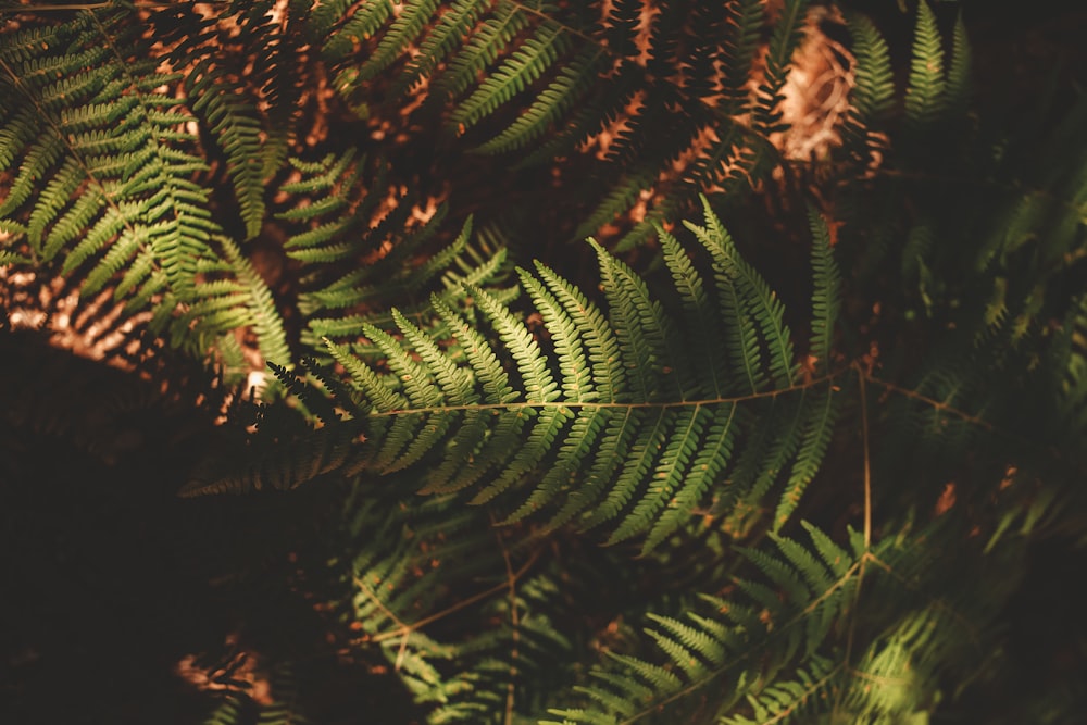 a close up of a green plant with lots of leaves