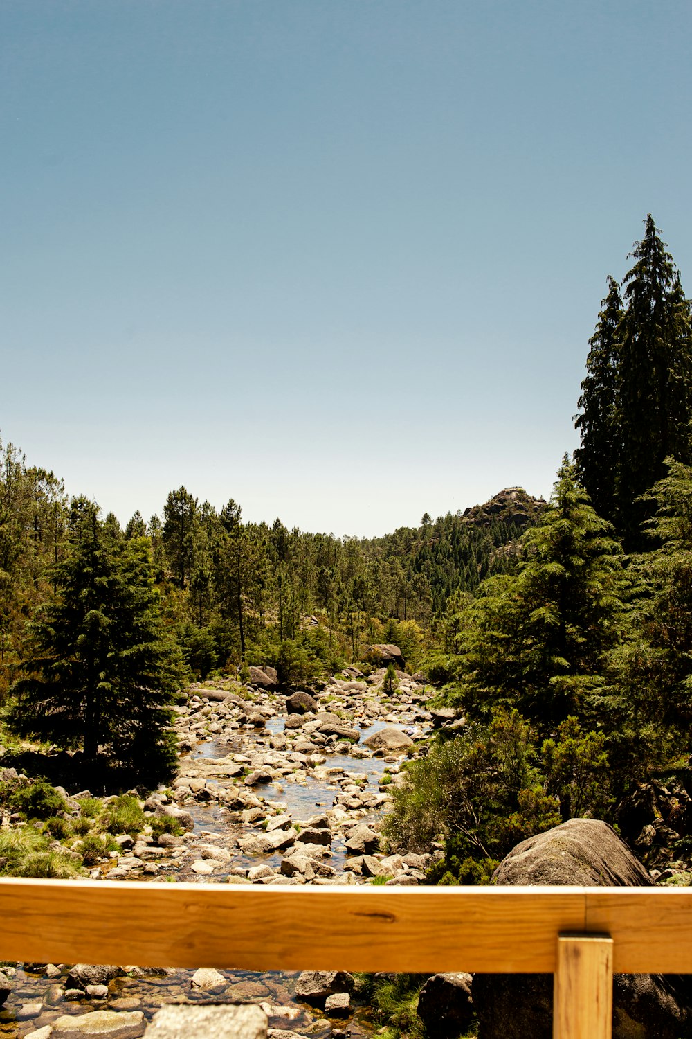 a river running through a lush green forest